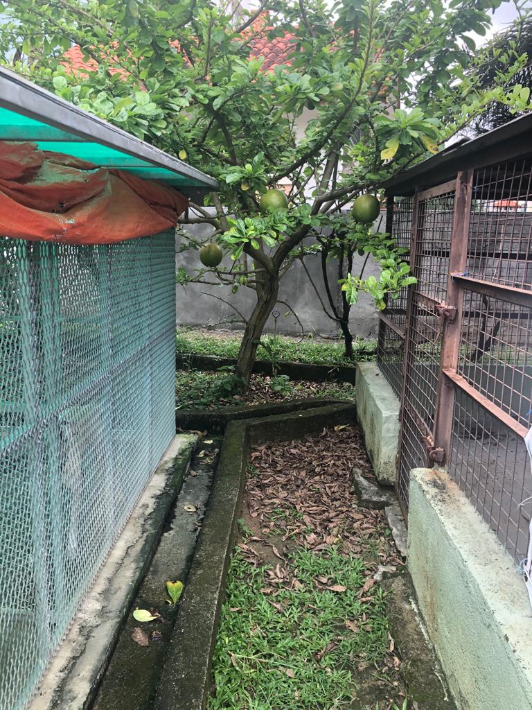 stroke, heart herbs, alzheimer, tumor